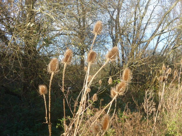 Teasel