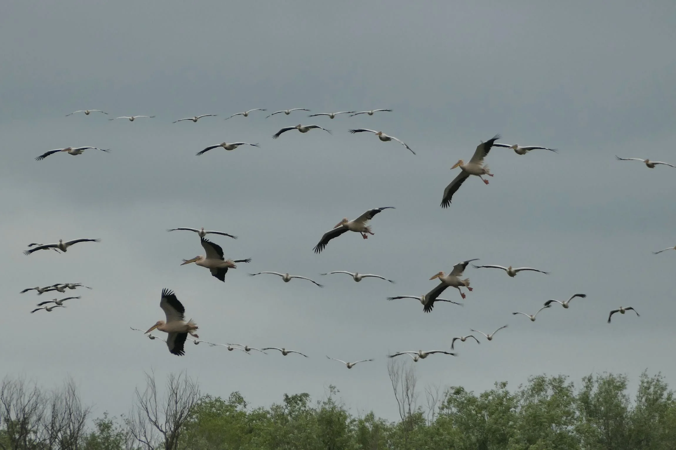 to the ridiculous - pelicans touching down