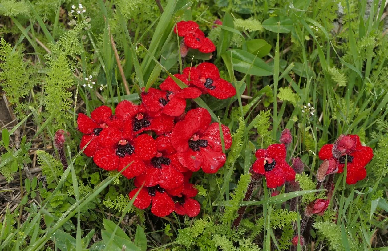 Armenia - the parasitic plant Phelypaea tournefortii