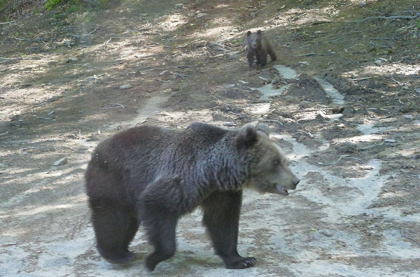 Romania - Brown Bears