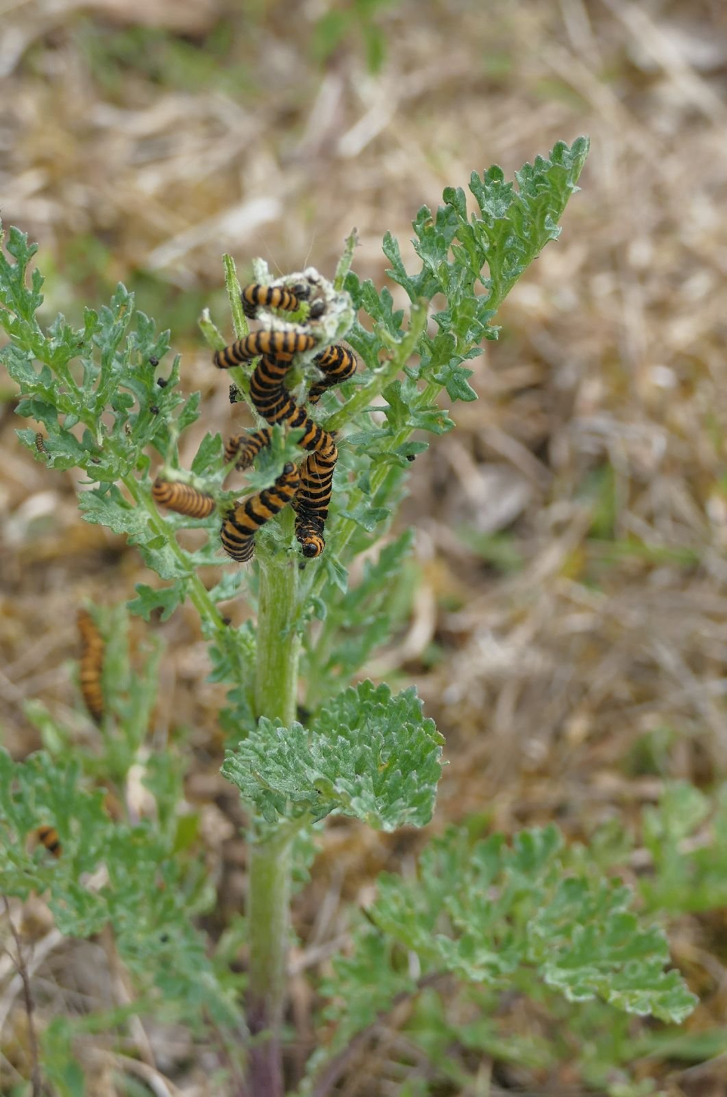 A good year for Ragwort and Cinnabar moth caterpillars