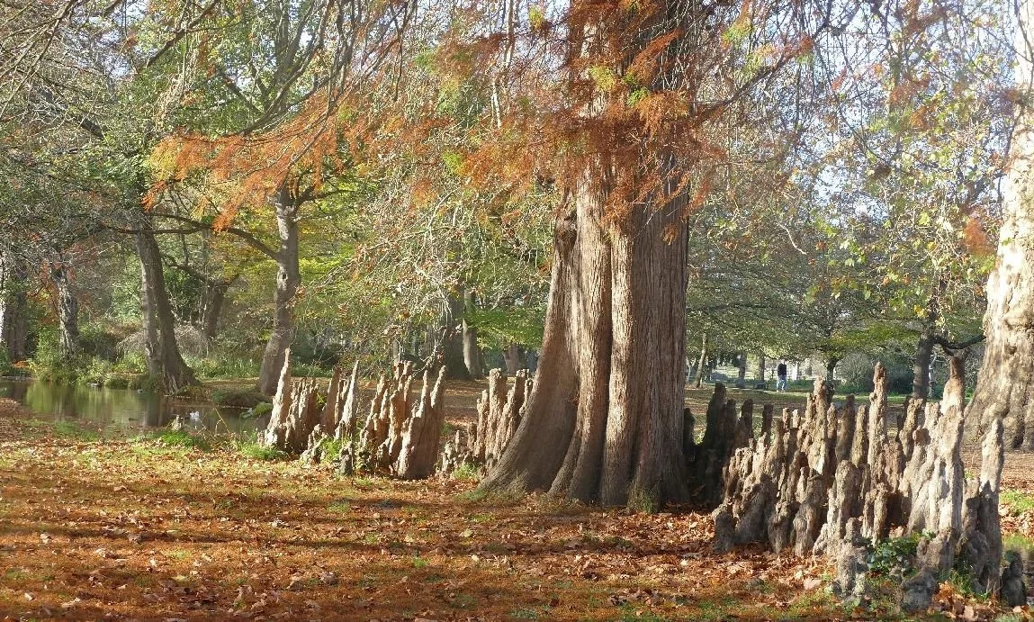 A spectacular array of Swamp Cypress 'knees', in London's Bushy Park