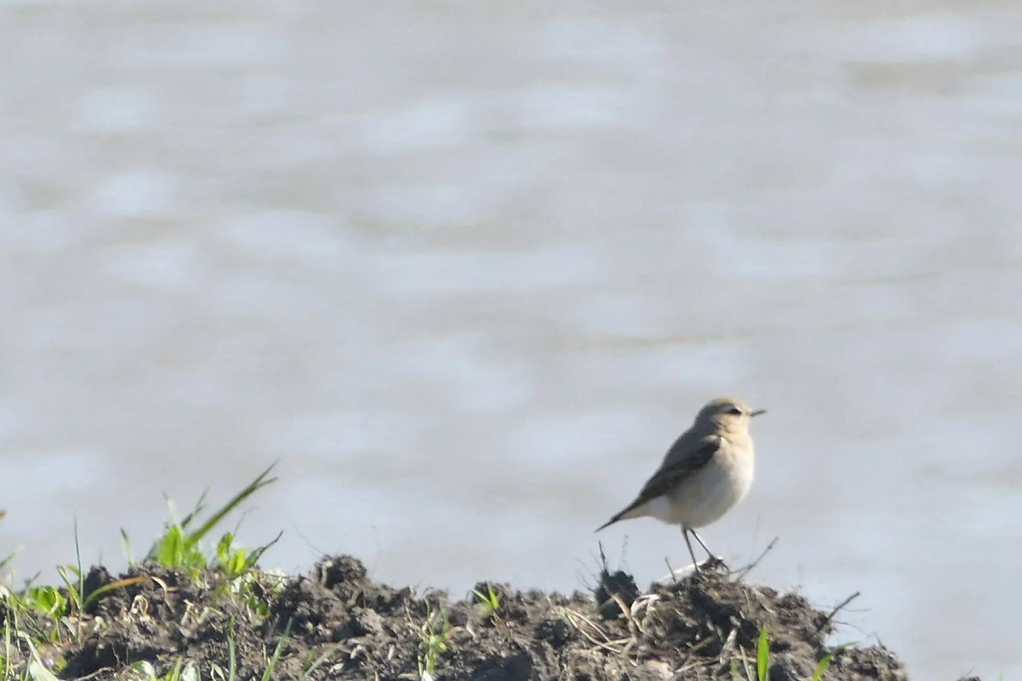 Wheatear
