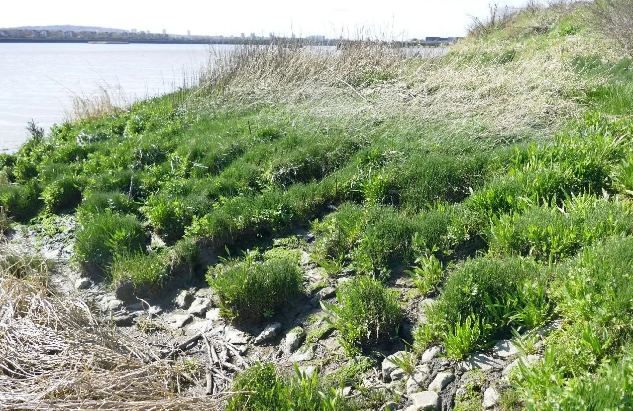 Vegetation invades an old revetment