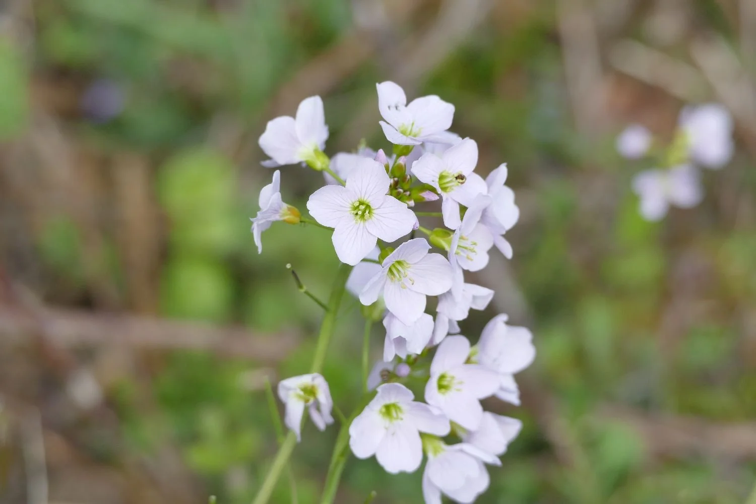Cuckooflower