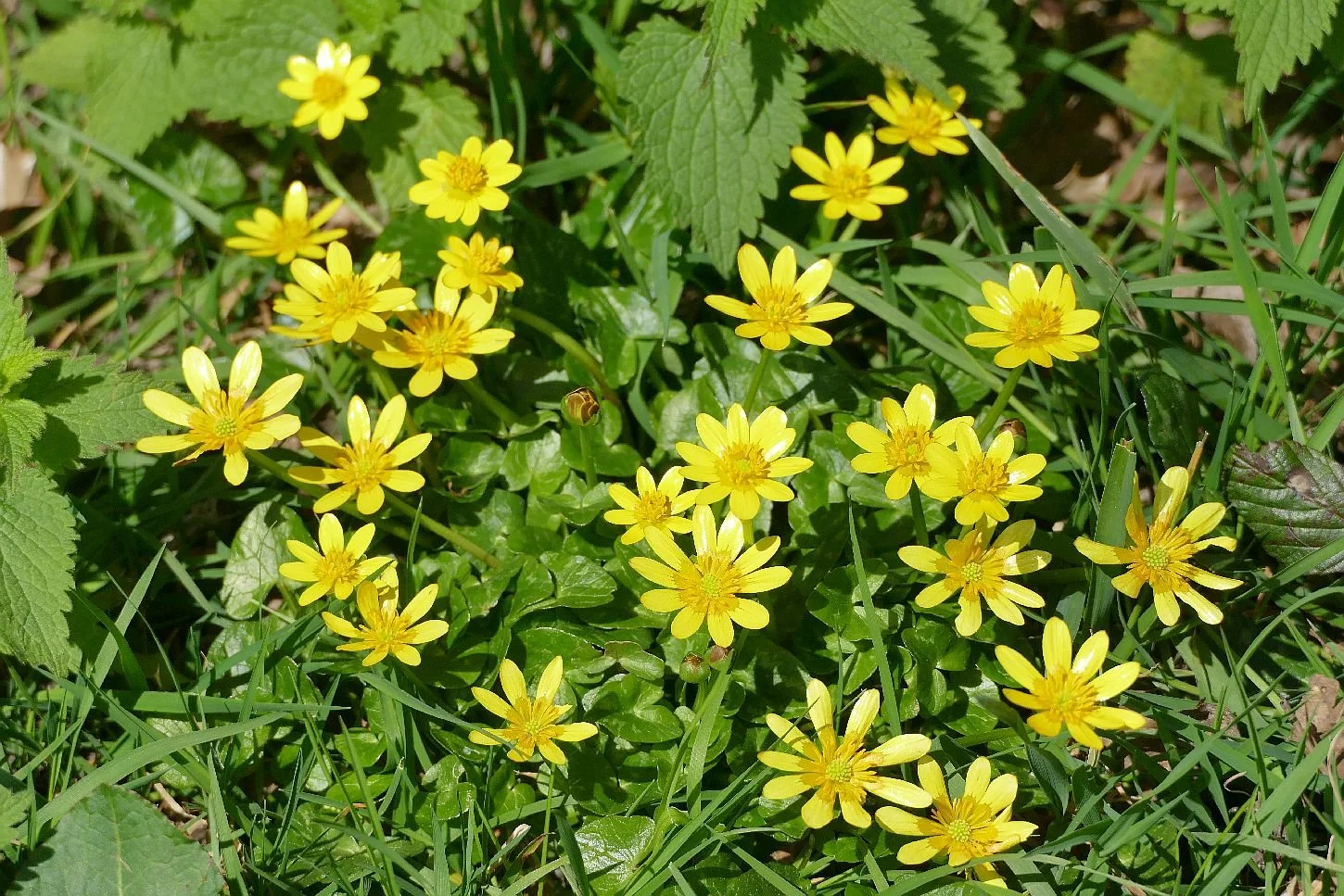 Lesser celandine