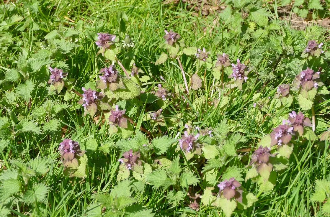 Selfheal