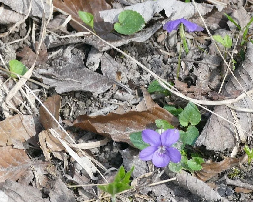 Violets