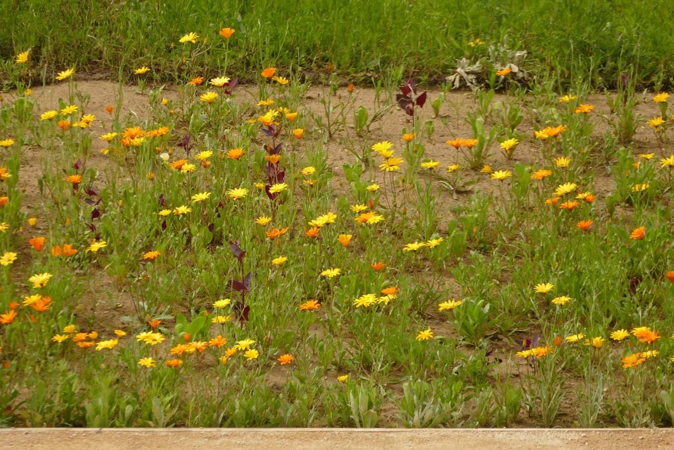 P1490861.JPG