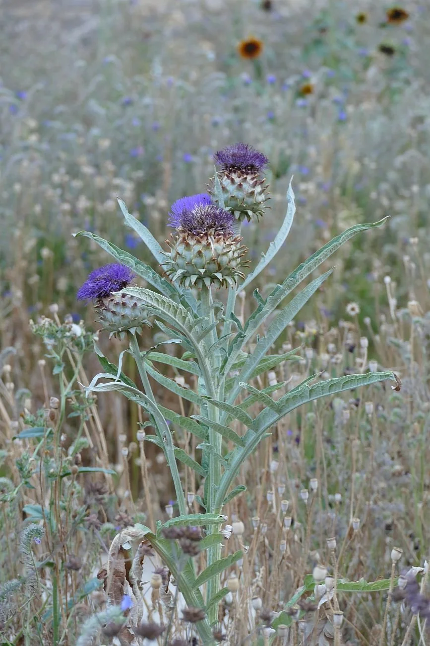 P1530564.JPG