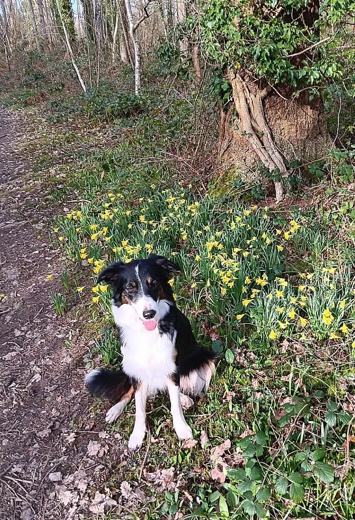 Border Collie   © T Thompson