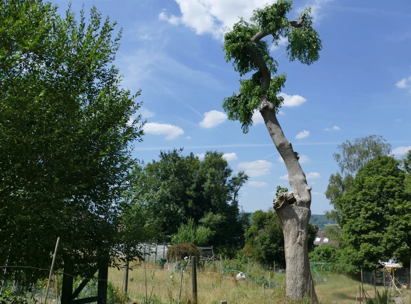The ash is now reduced to a crooked - but living - totem pole