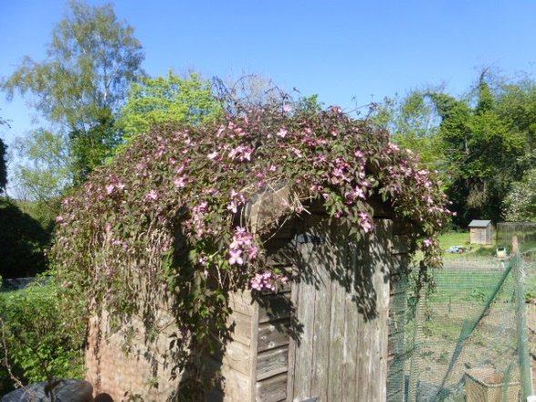 'Clematis Cottage'