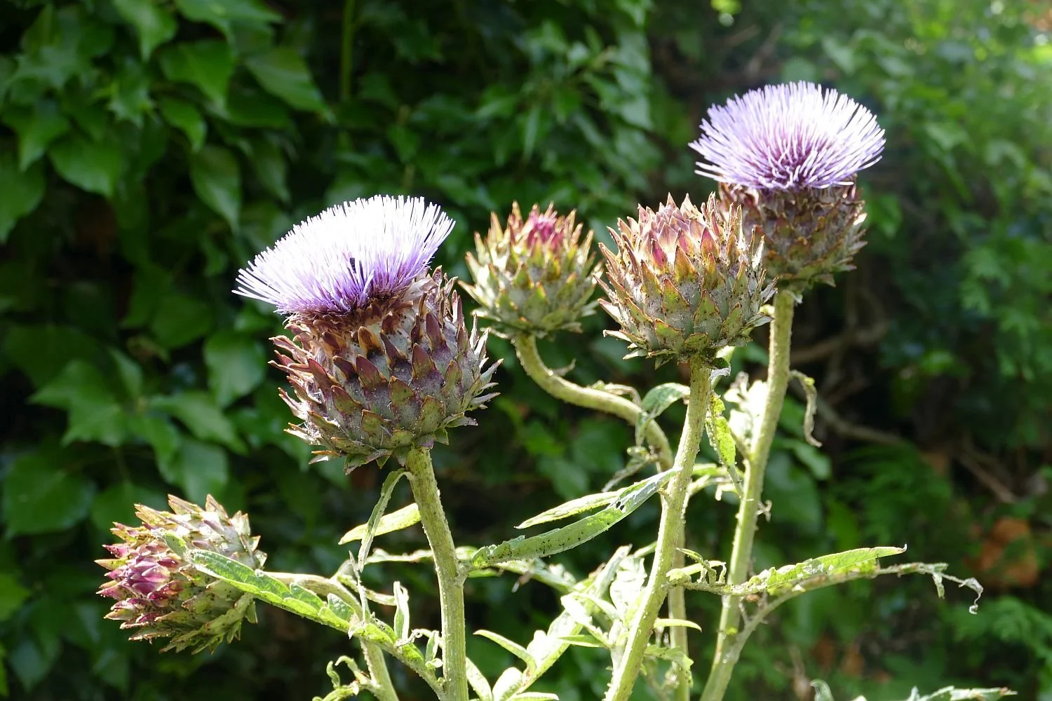 Our beautiful artichoke will have to make way for more productive crops 