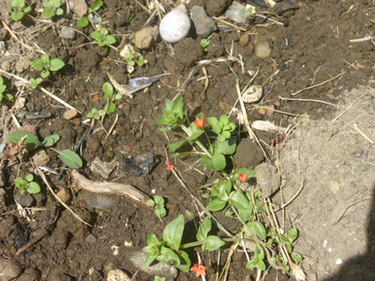 A rather blurry scarlet pimpernel enjoying the open ground