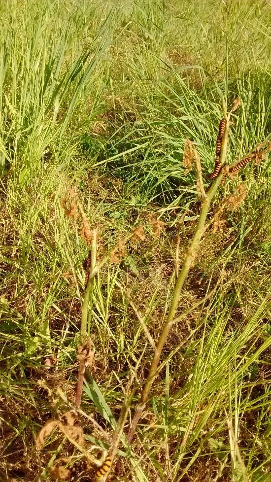 A stem of ragwort completely denuded by a heavy load of Cinnabar moth caterpillars