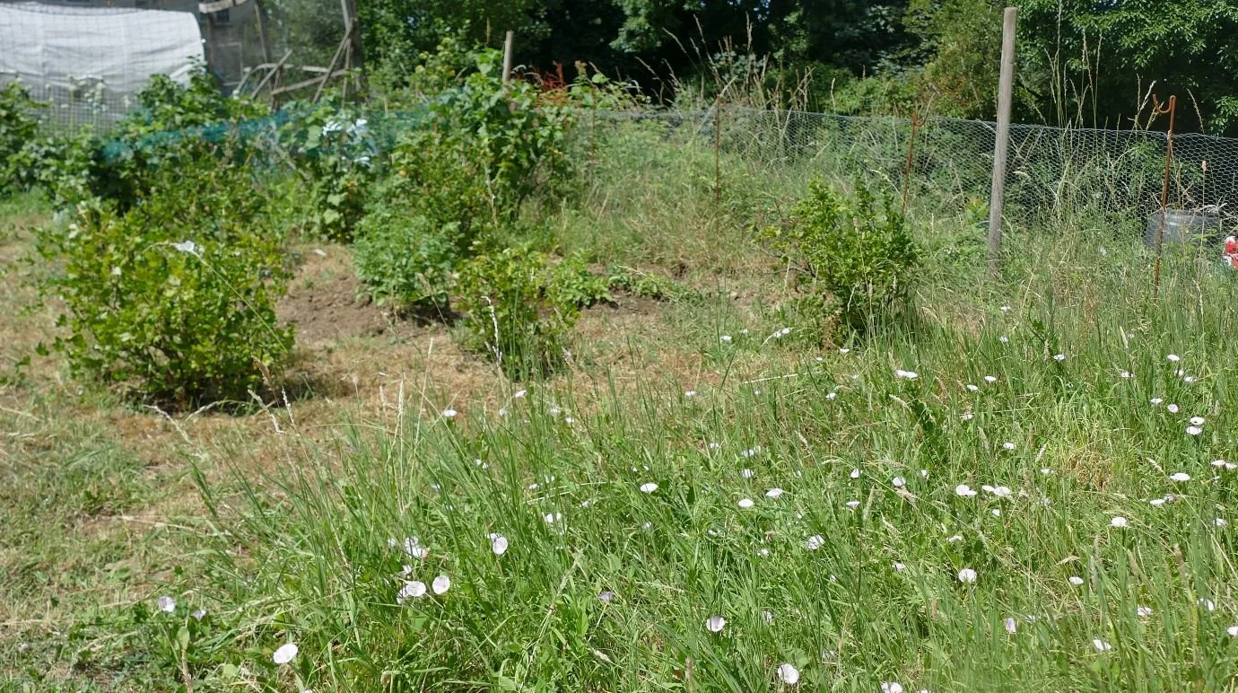 P1990339.JPG