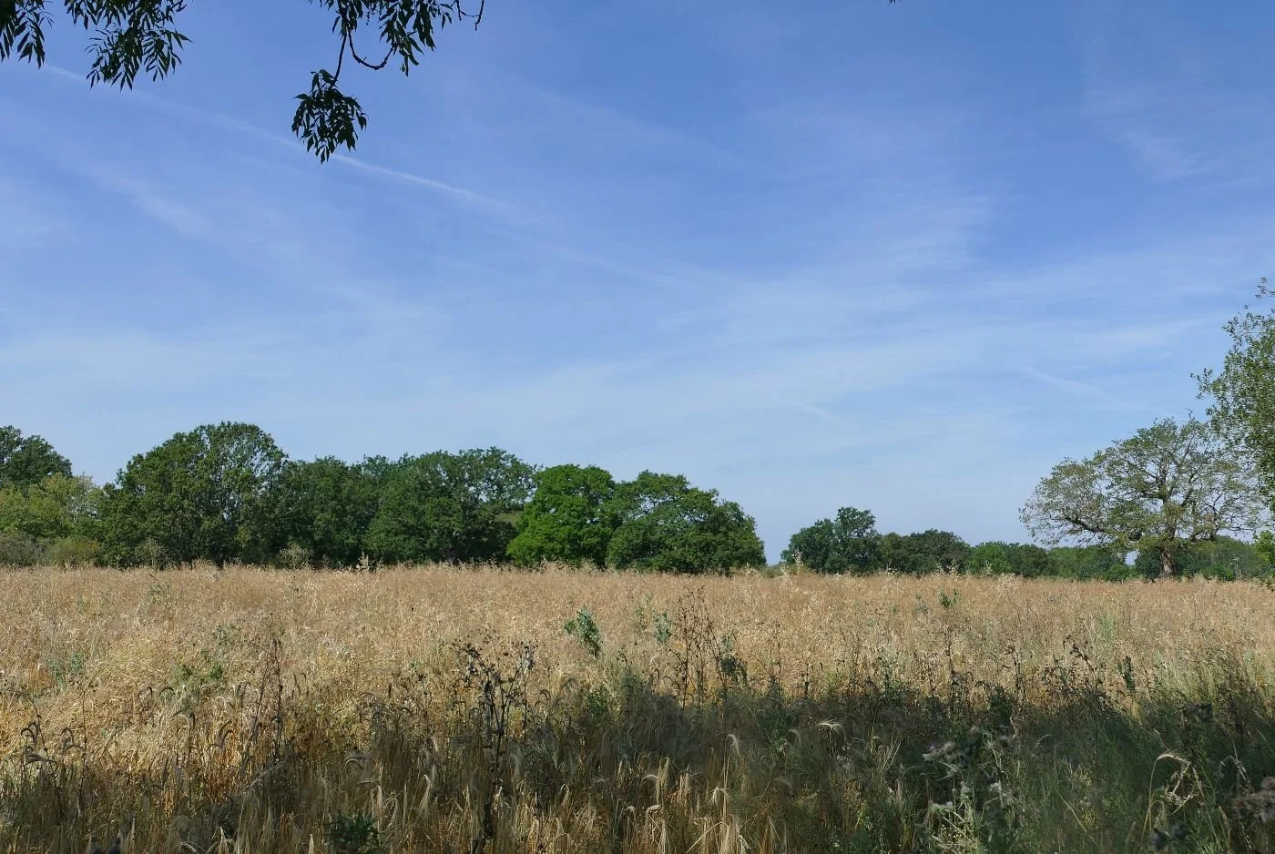 Battlefield: Henry Tudor - Who? Where?  
