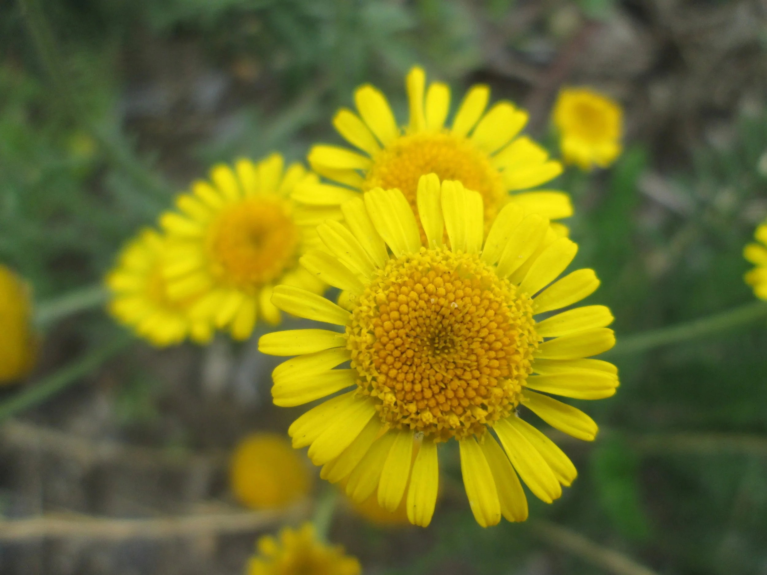 Corn marigold