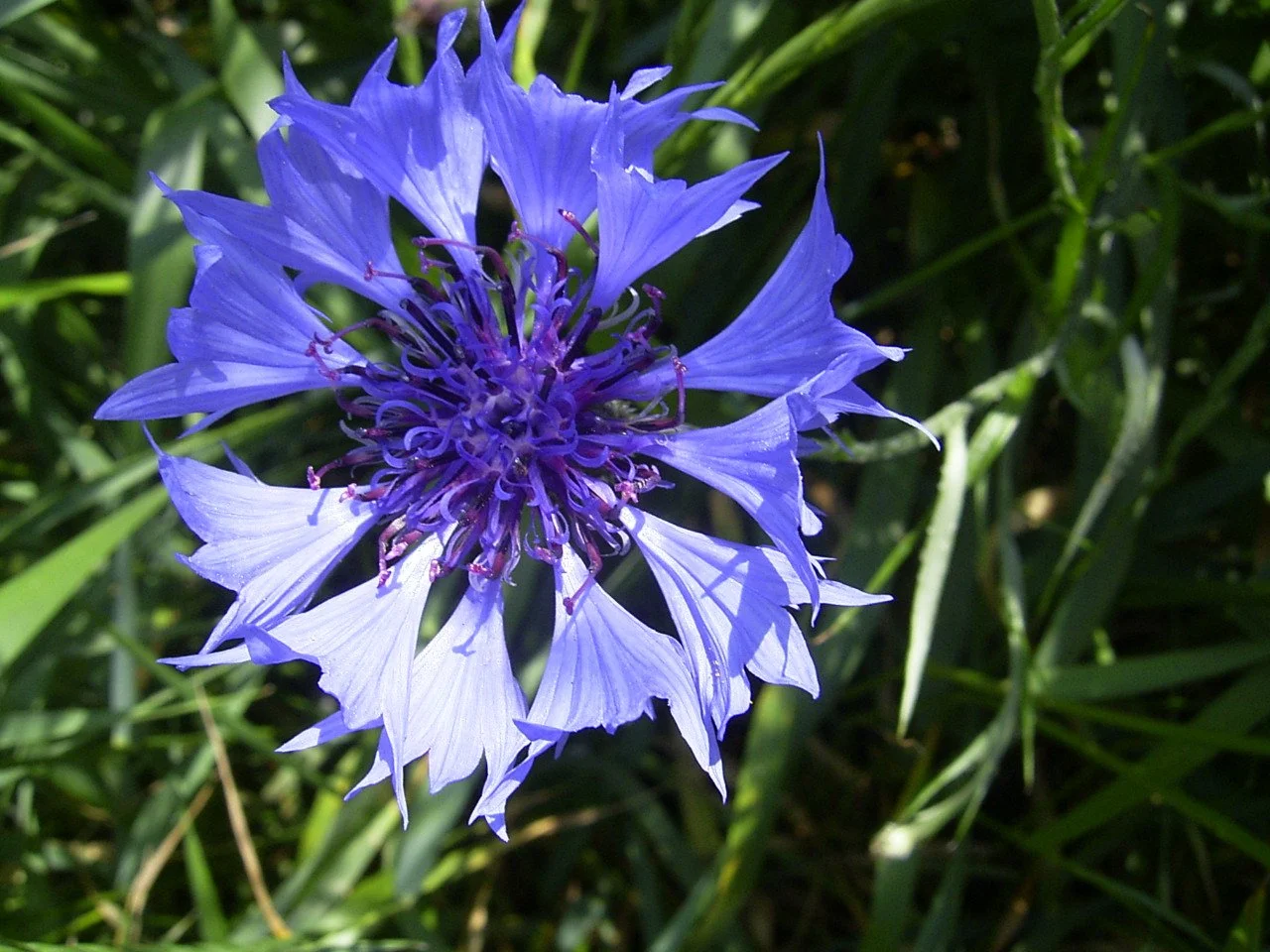 Corn flower