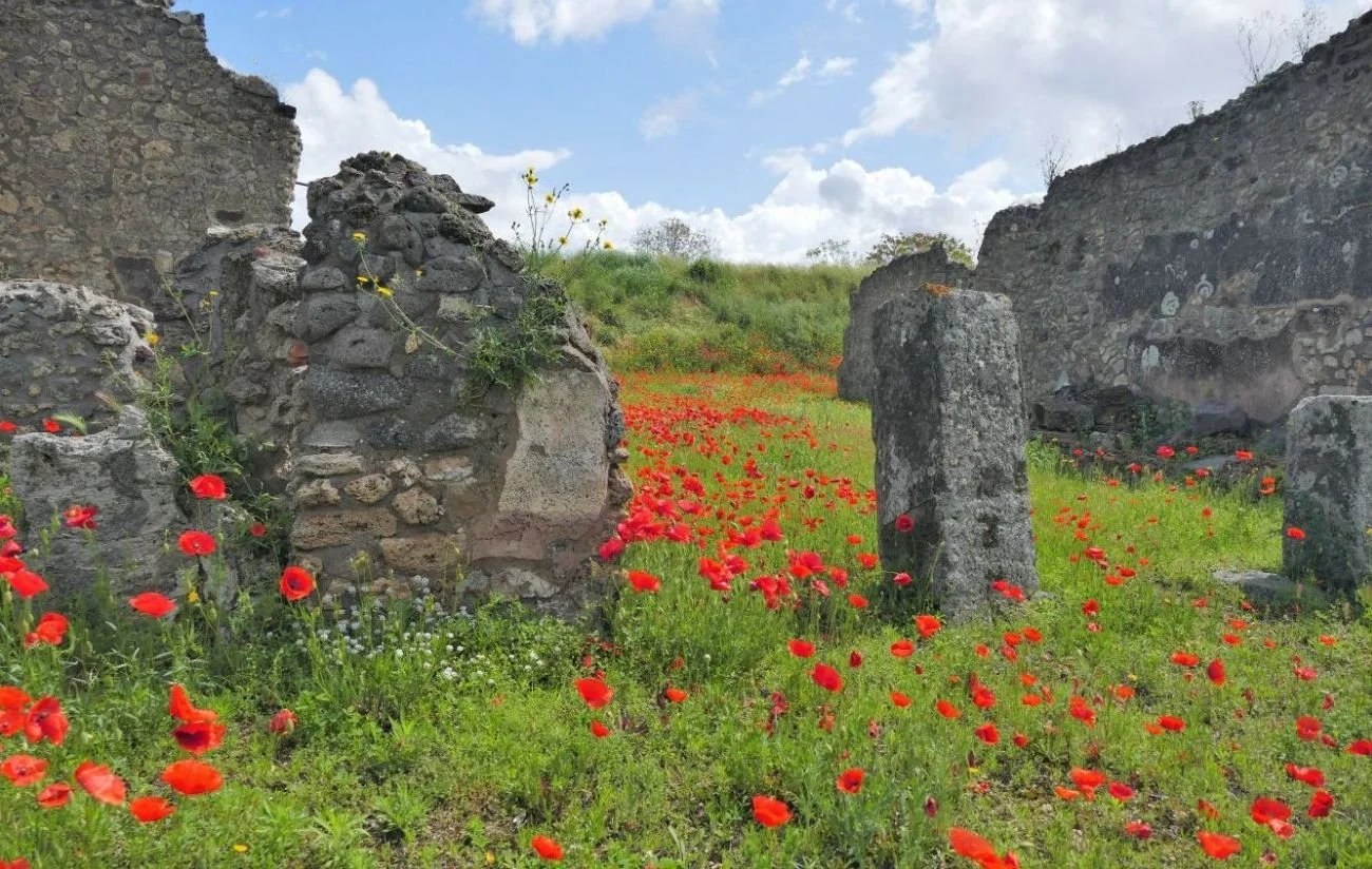 Massed common poppies
