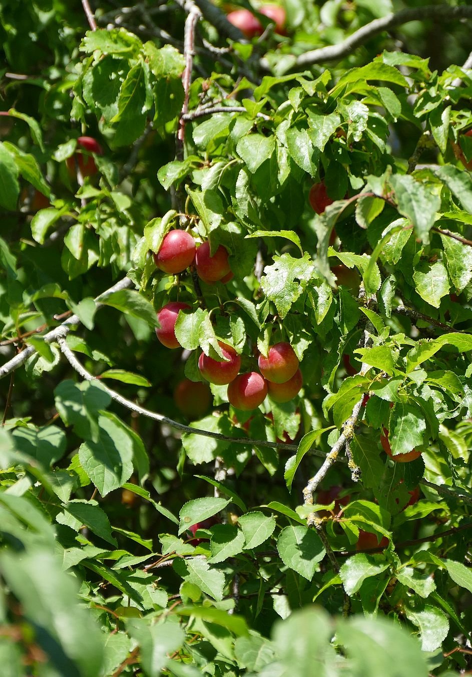 P2000051.JPG