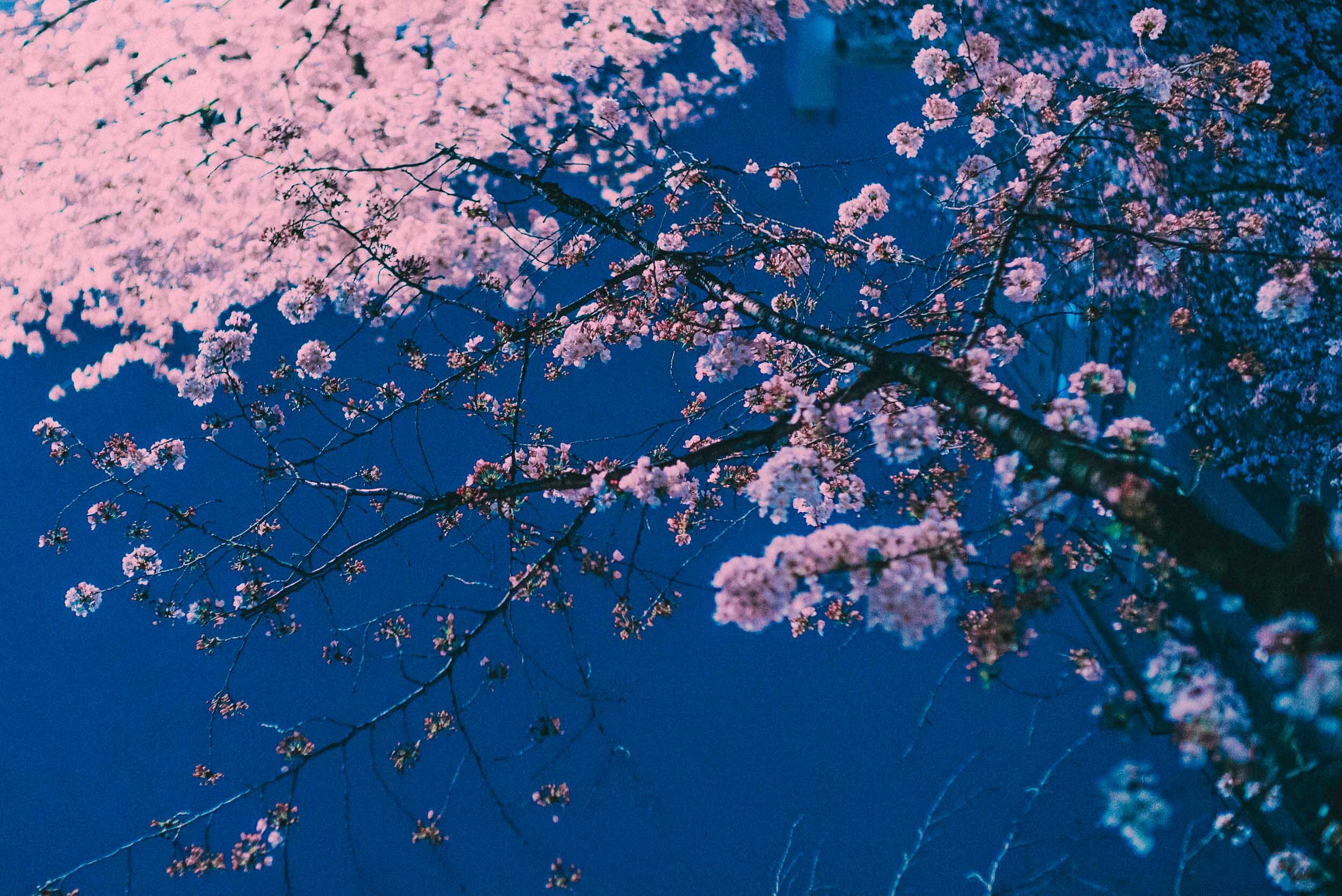 4-Cherry Blossom Festival-Tokyo, Japan-201704-Sony ILCE-7SM2.jpg