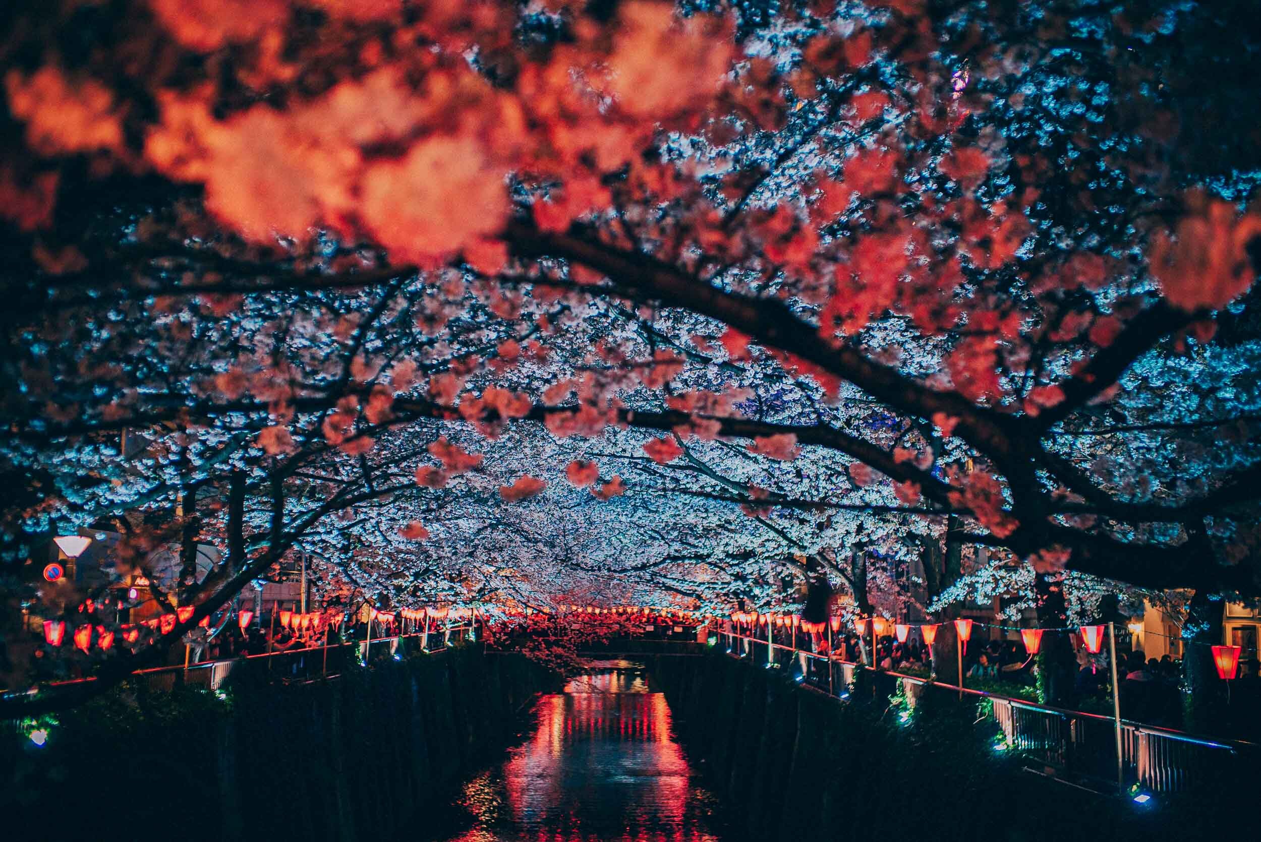 8-Cherry Blossom Festival-Tokyo, Japan-201704-Sony ILCE-7SM2.jpg