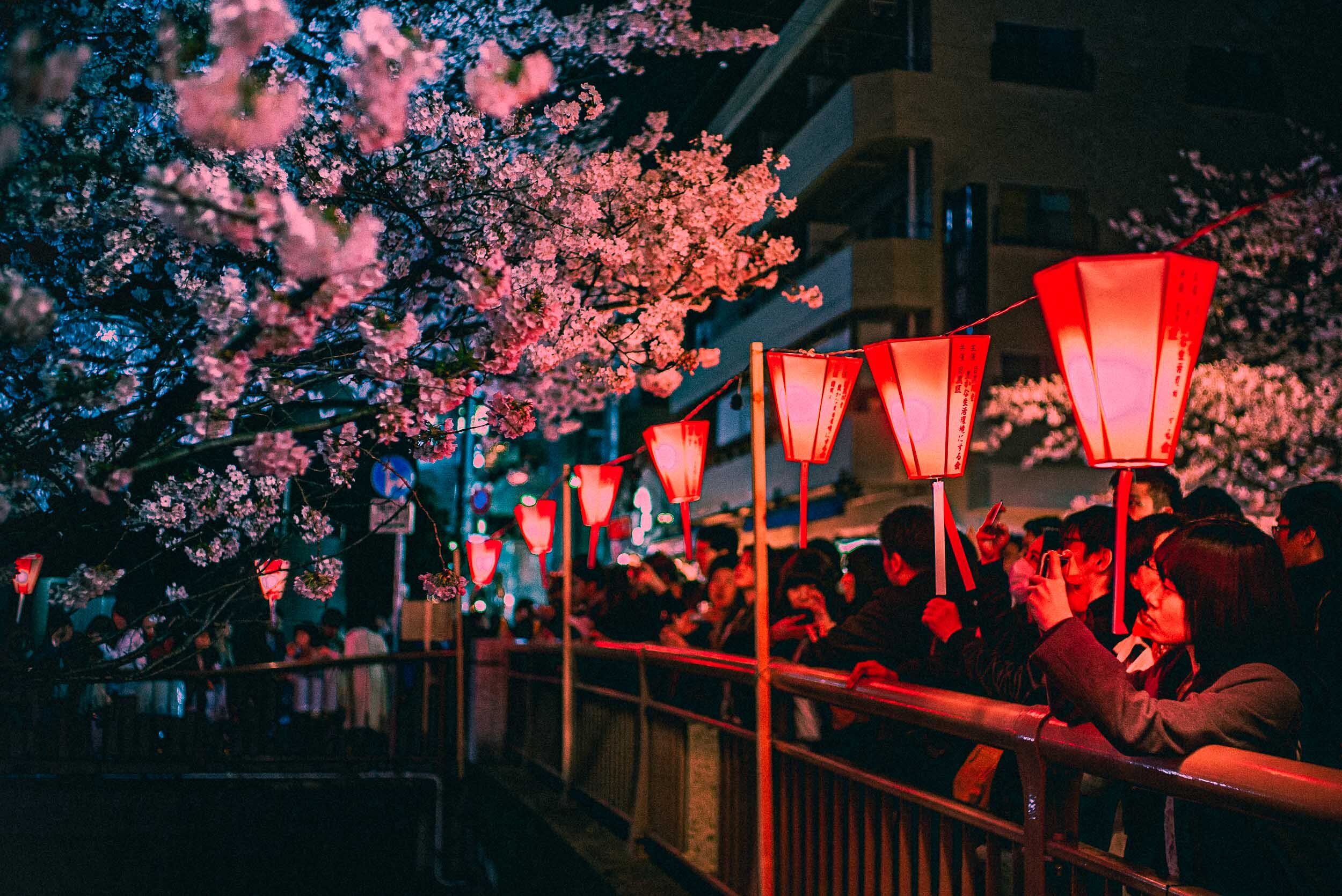 11-Cherry Blossom Festival-Tokyo, Japan-201704-Sony ILCE-7SM2.jpg