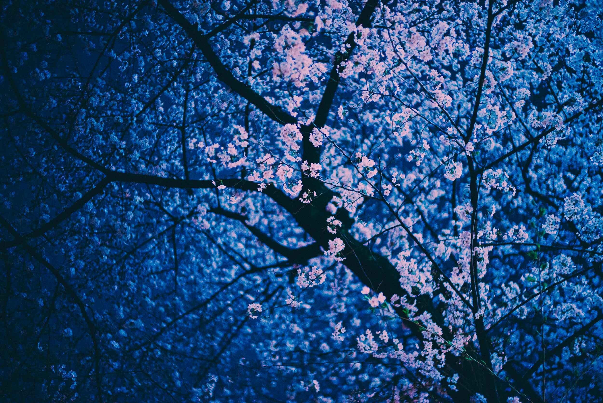 6-Cherry Blossom Festival-Tokyo, Japan-201704-Sony ILCE-7SM2.jpg