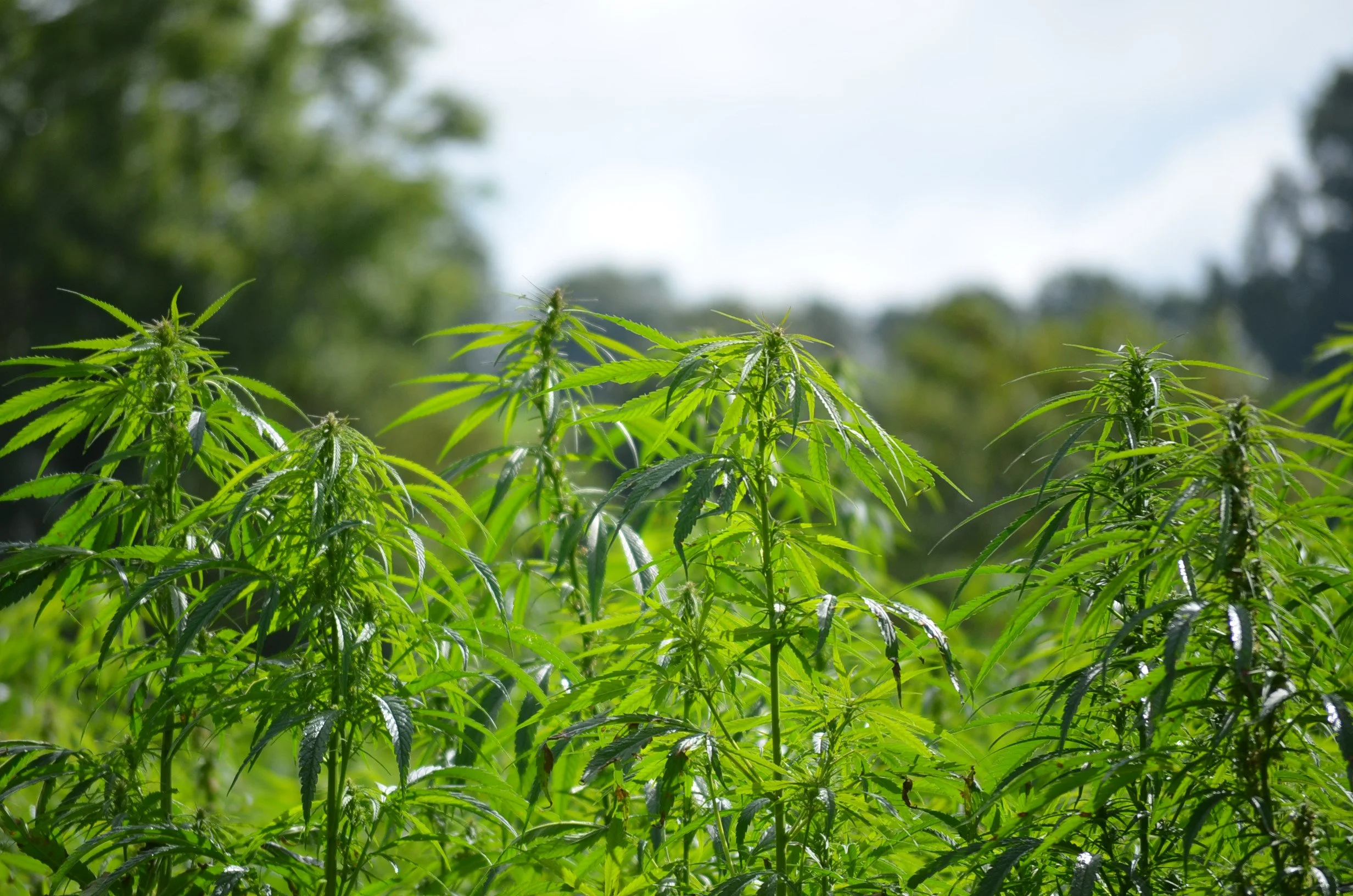 Photo 1. Ireland’s untapped strategic crop – high-yield, multifunctional, carbon-absorbent.