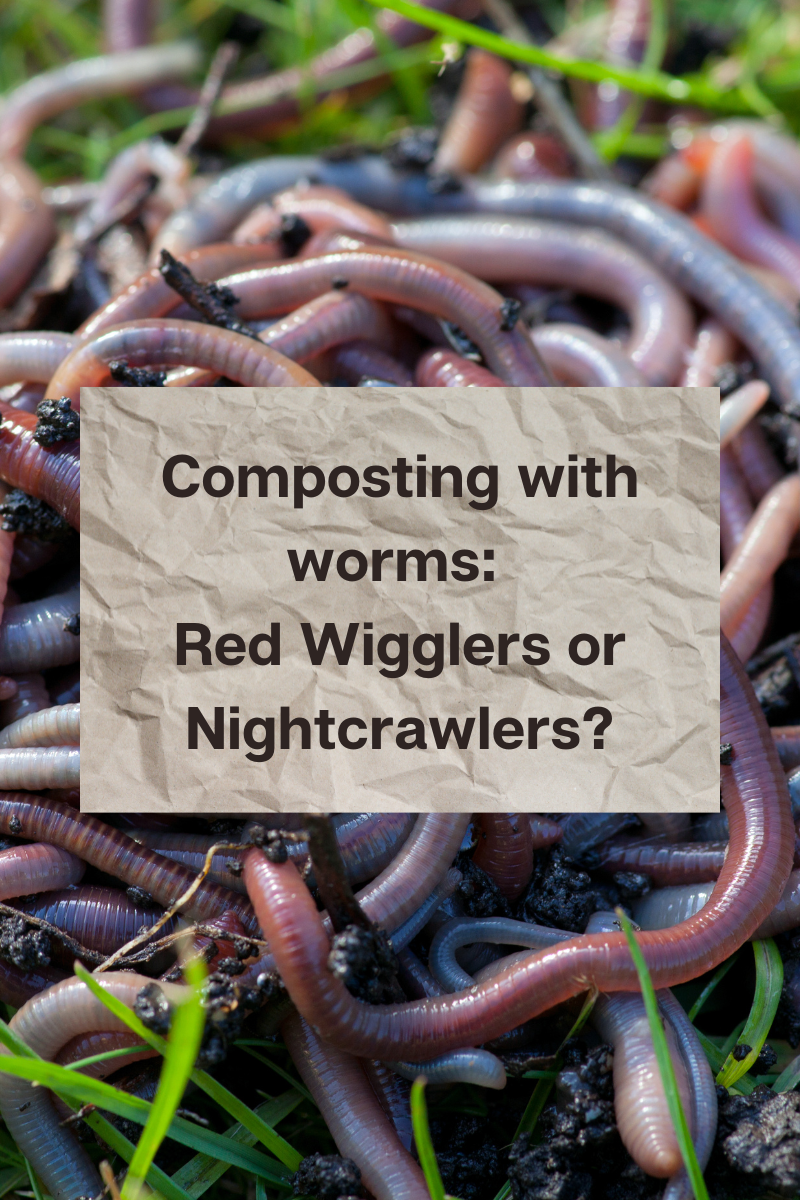 Composting with Red Wigglers vs Nightcrawlers — A Better Impact