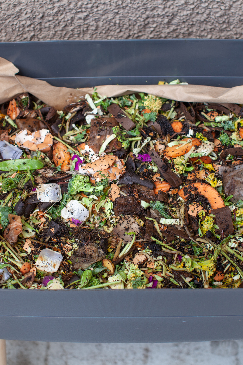 Composting with Red Wigglers vs Nightcrawlers — A Better Impact