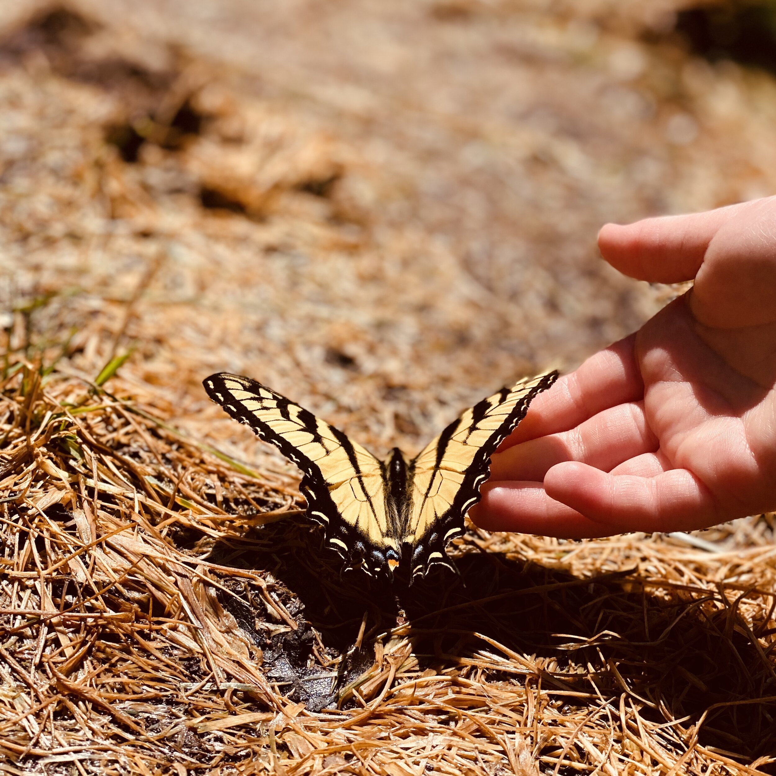 Out of the Chrysalis