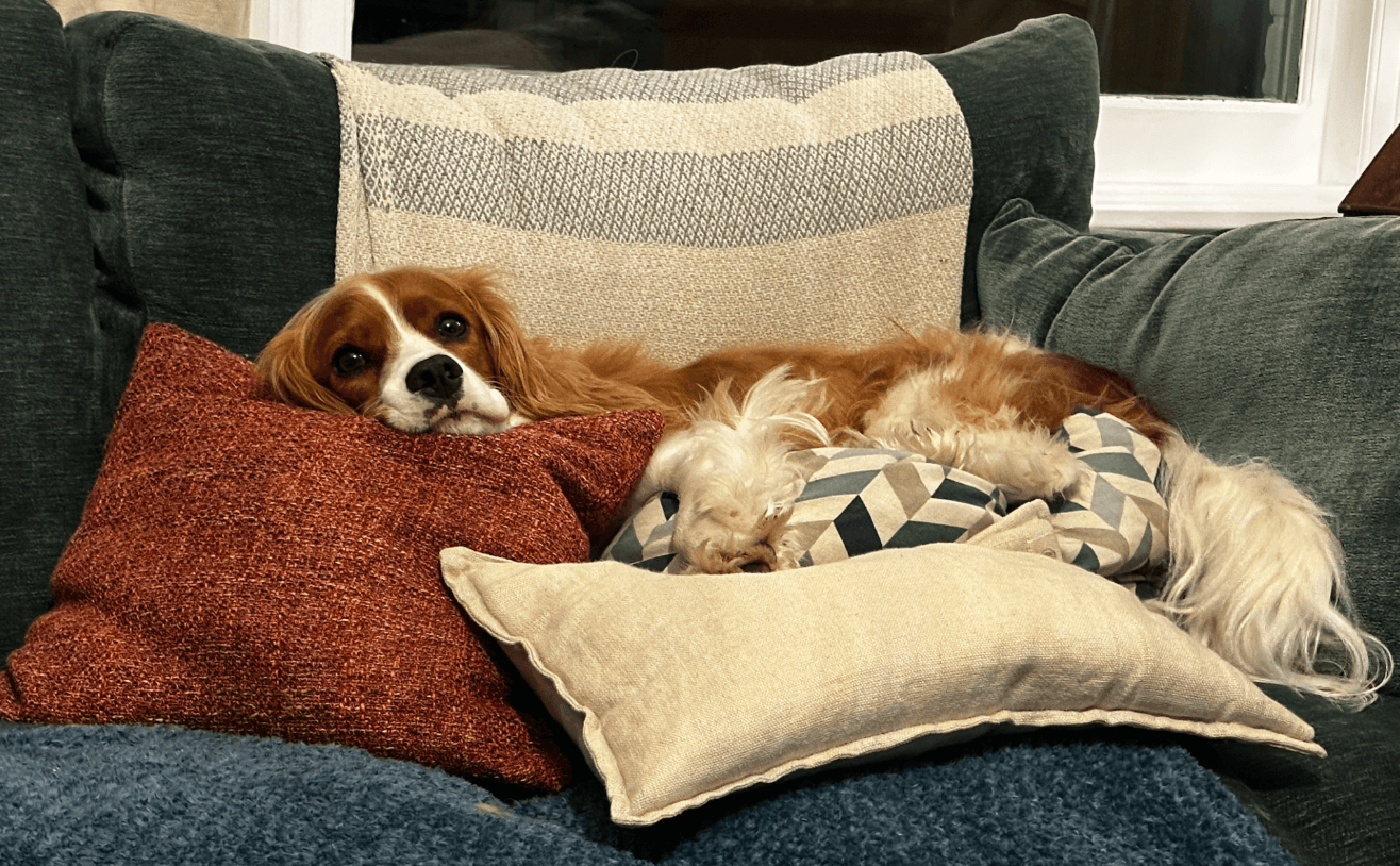 Cavalier King Charles Spaniel relaxing on a pile of cushions on a sofa in a family living room