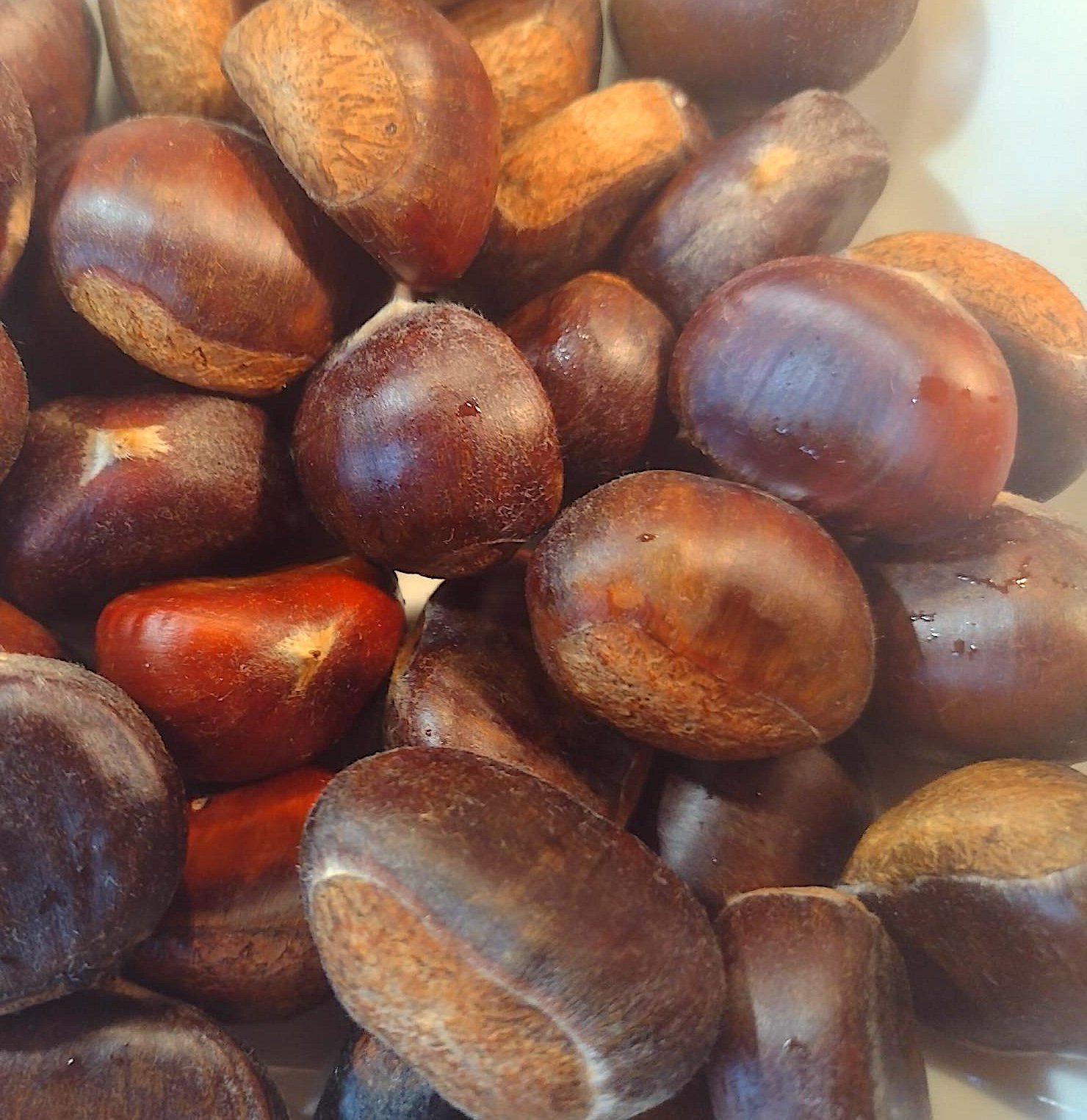 Chestnut 2.jpeg