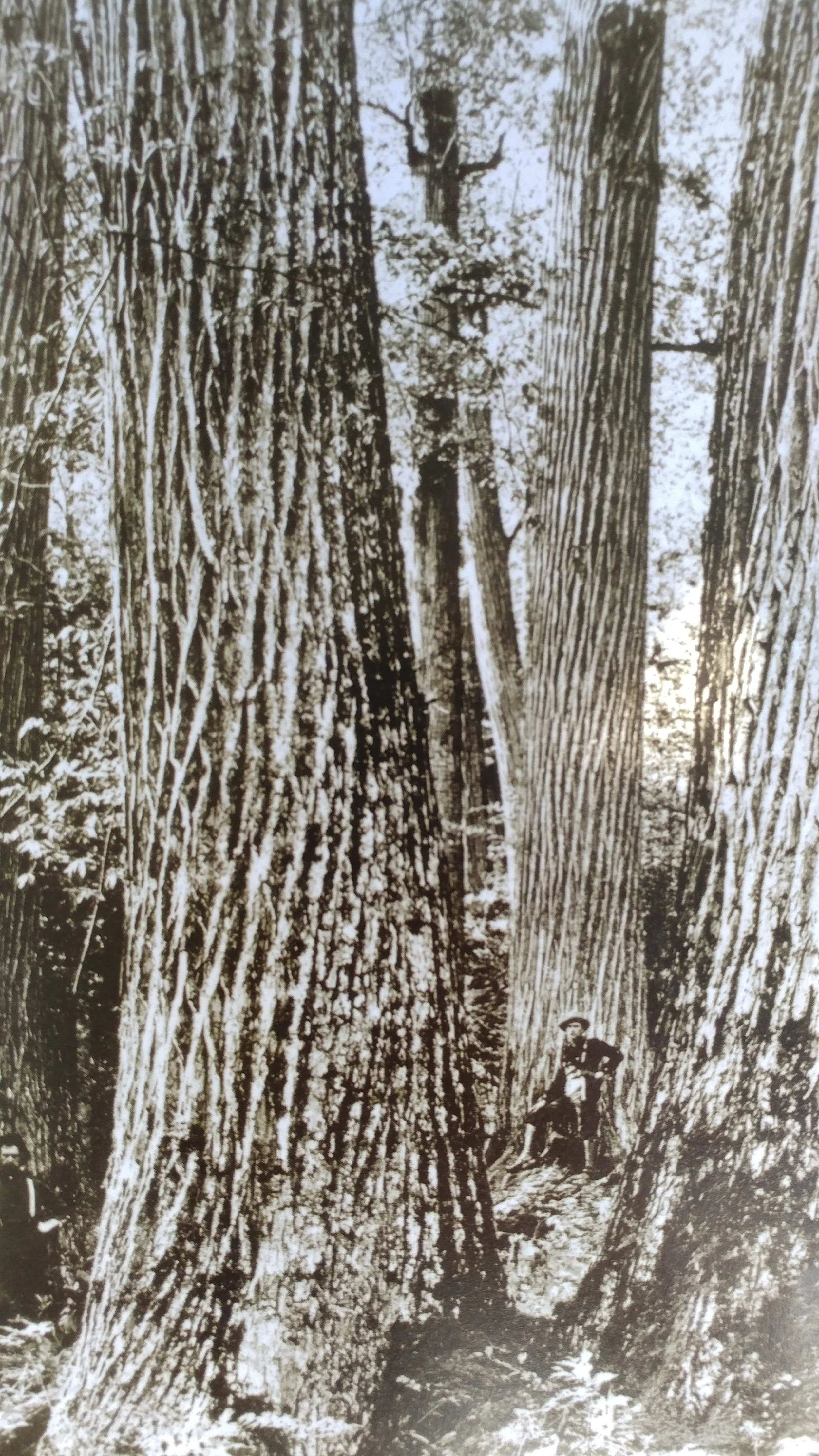 Historical black-and-white photograph of large trees in a forest with two men, one with a hat, standing in the trees.