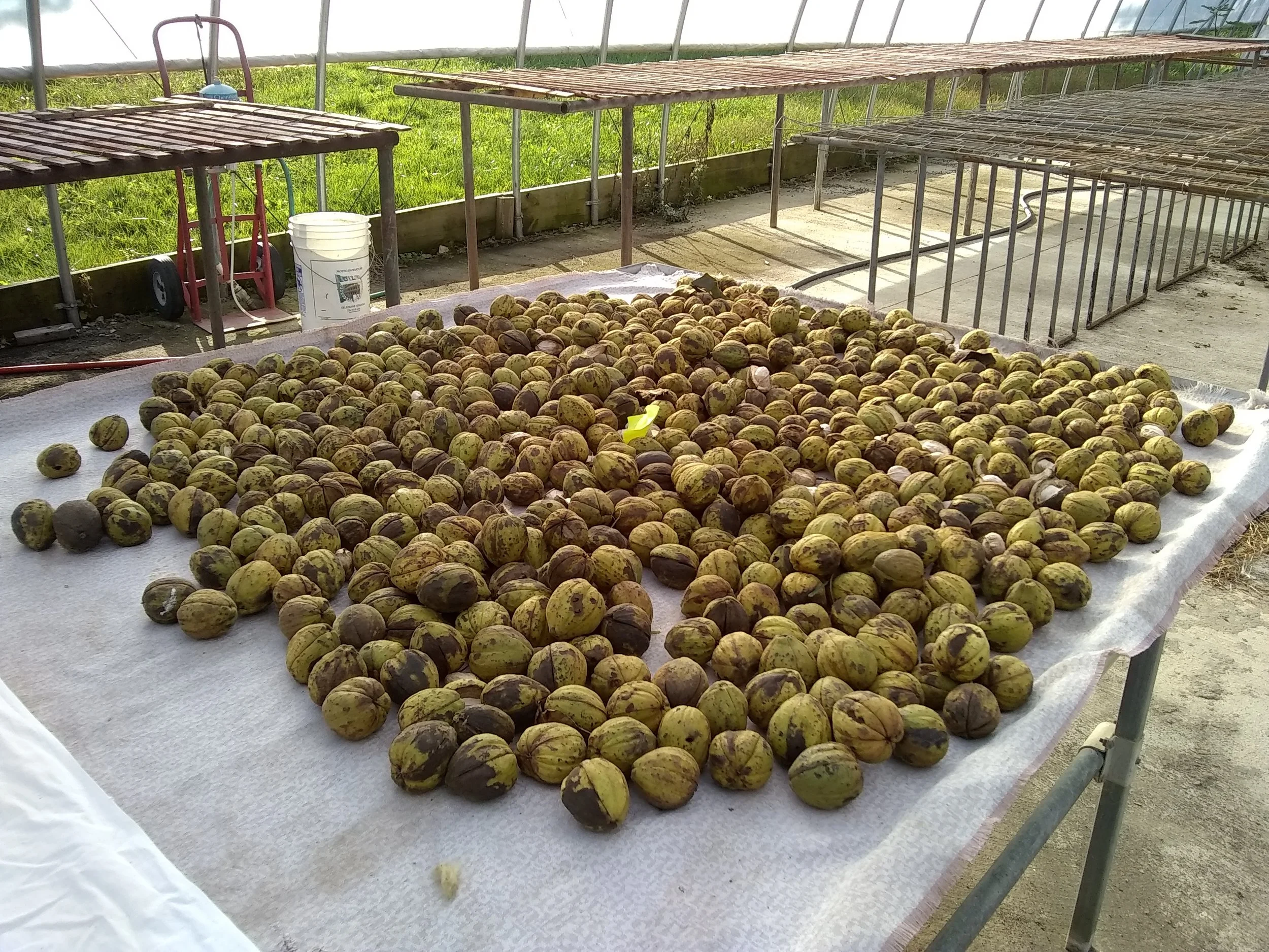 A large quantity of nuts drying on a table in a greenhouse.