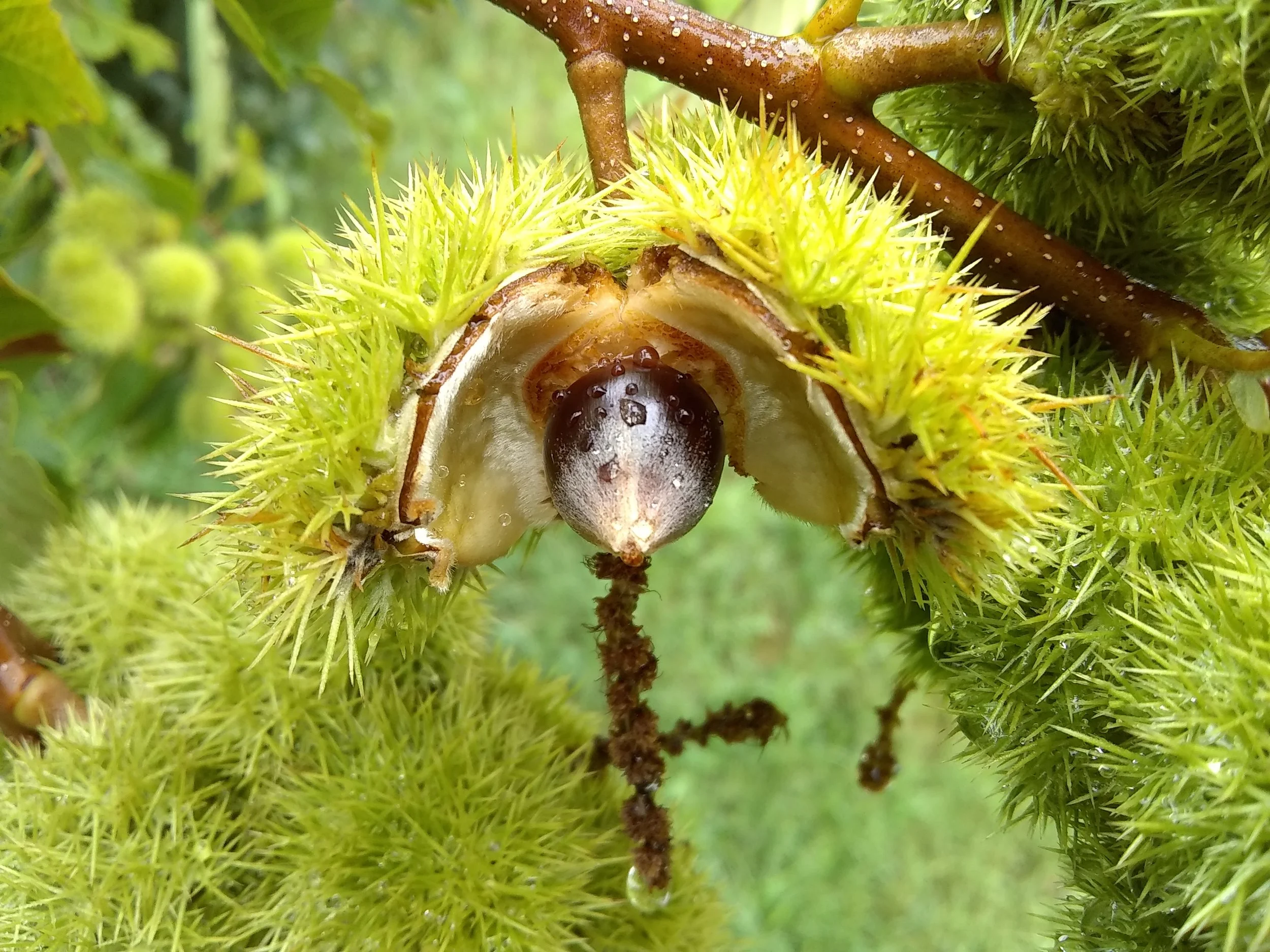 Chestnut in open hull on the tree