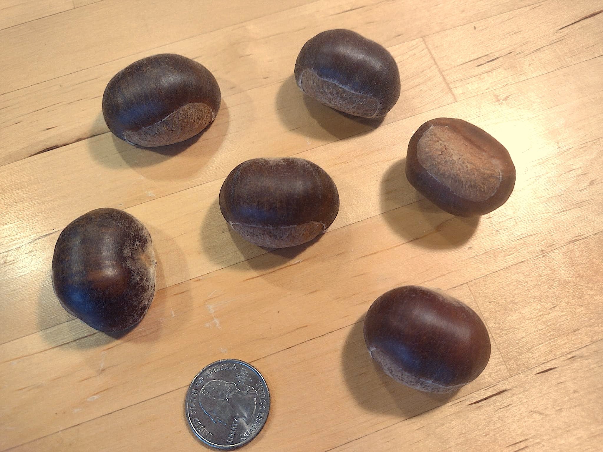 Chestnut 1.jpeg