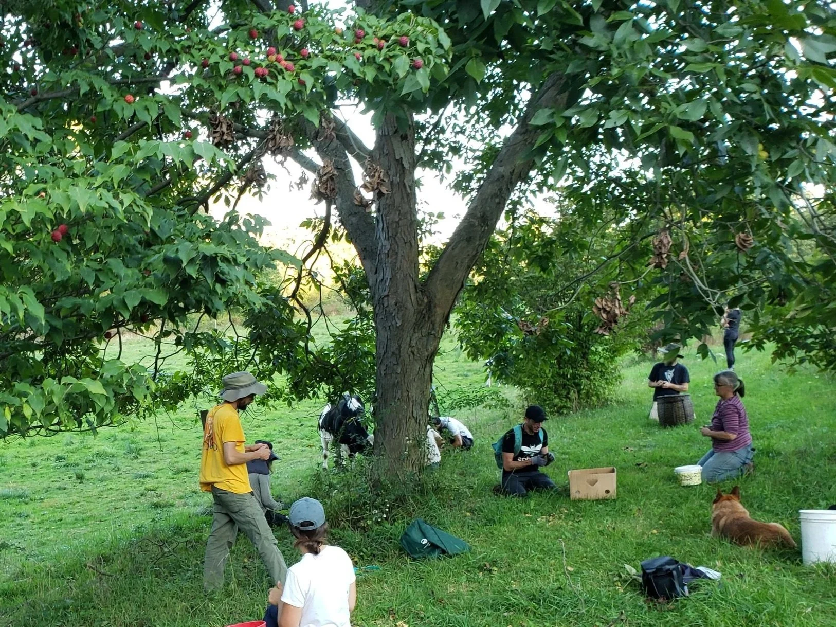 Gatherers under tree