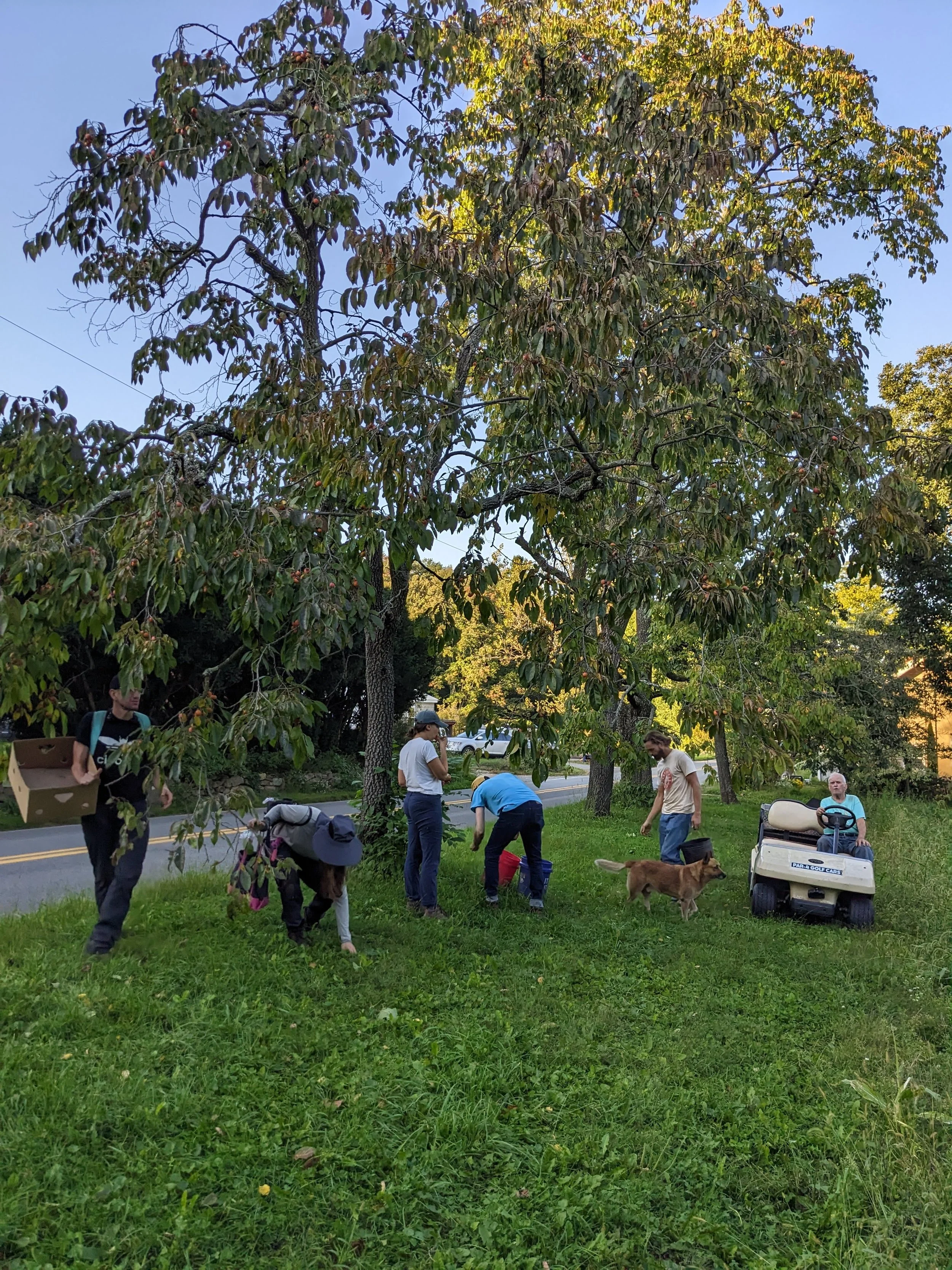 tree crop Gatherers under tree