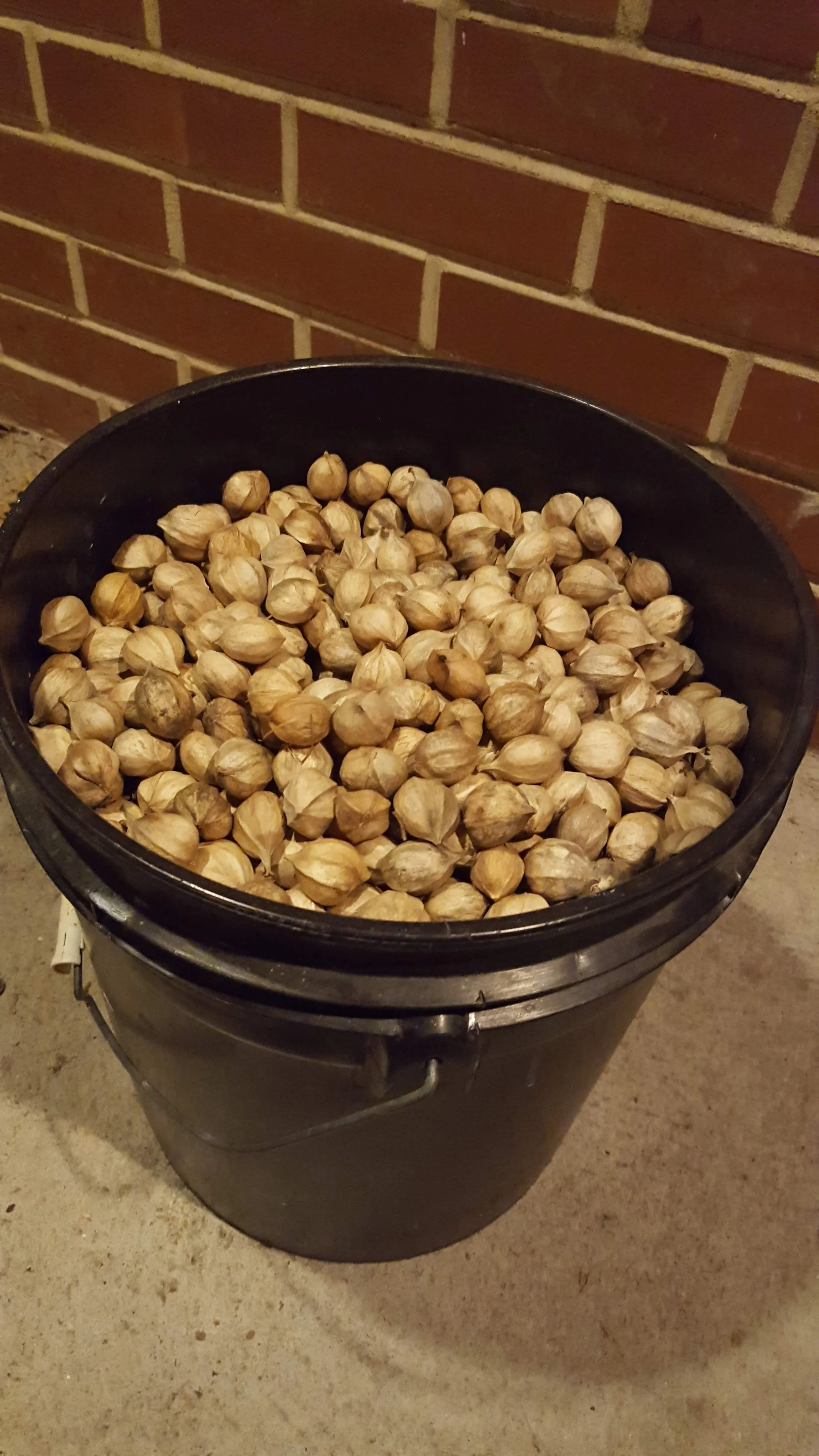Shagbark hickory nuts in a full bucket