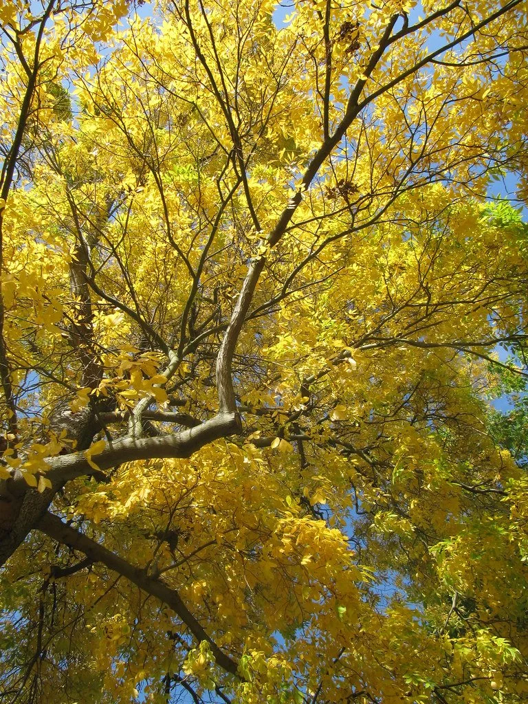 wide shot of carya cordiformis in autumn with yellow leaves.