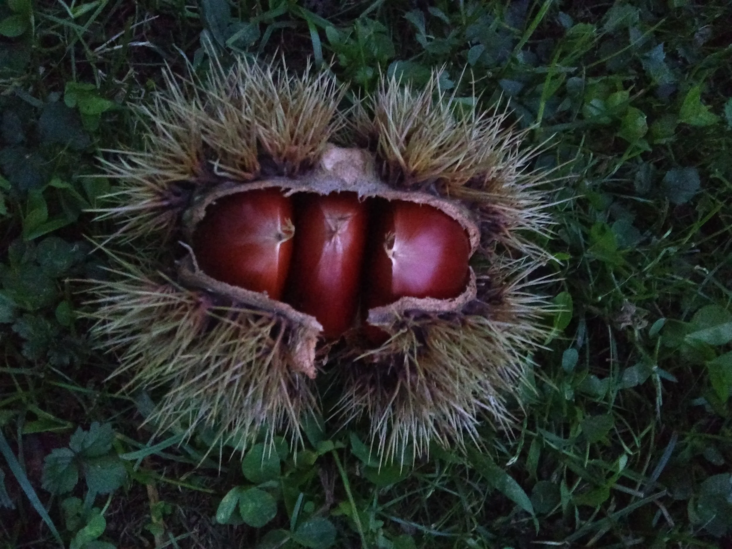 Chestnuts in hull