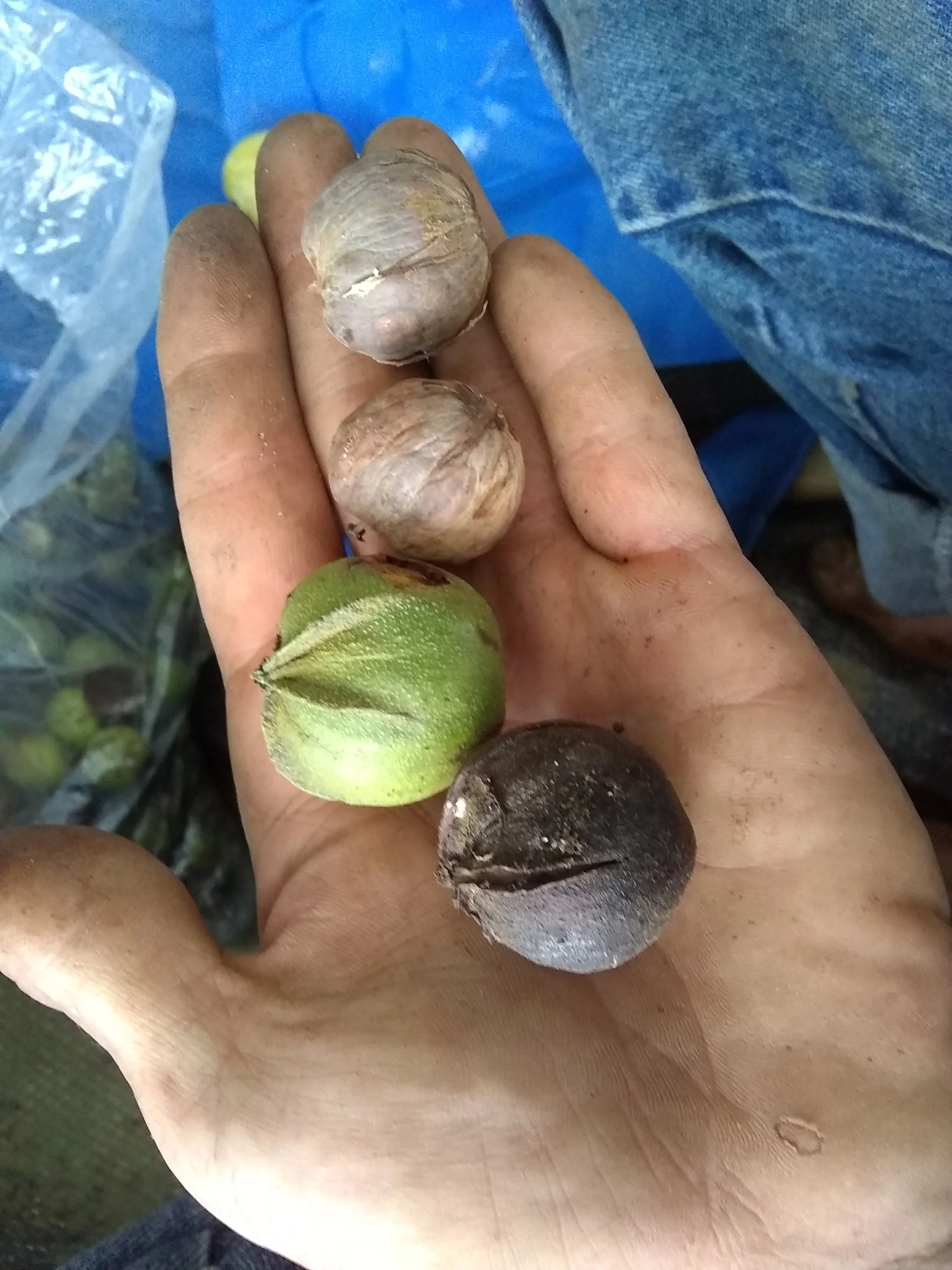Yellowbud hickory nuts in a hand