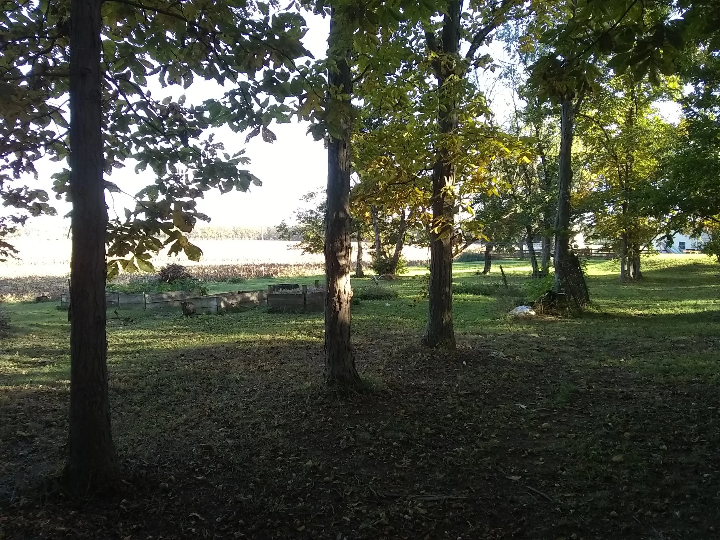 Stand of Shagbark Hickory trees