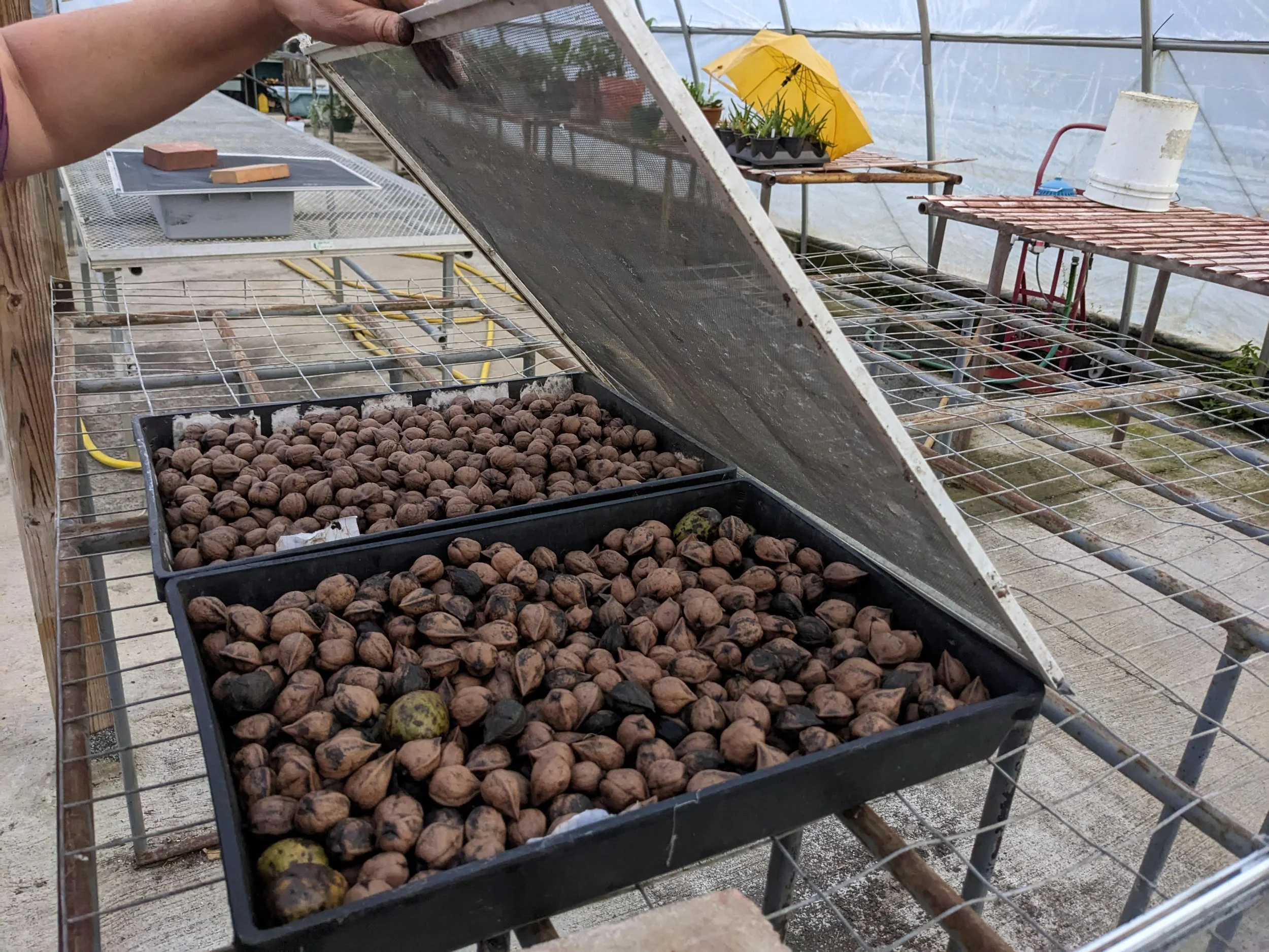 Nuts in drying rack