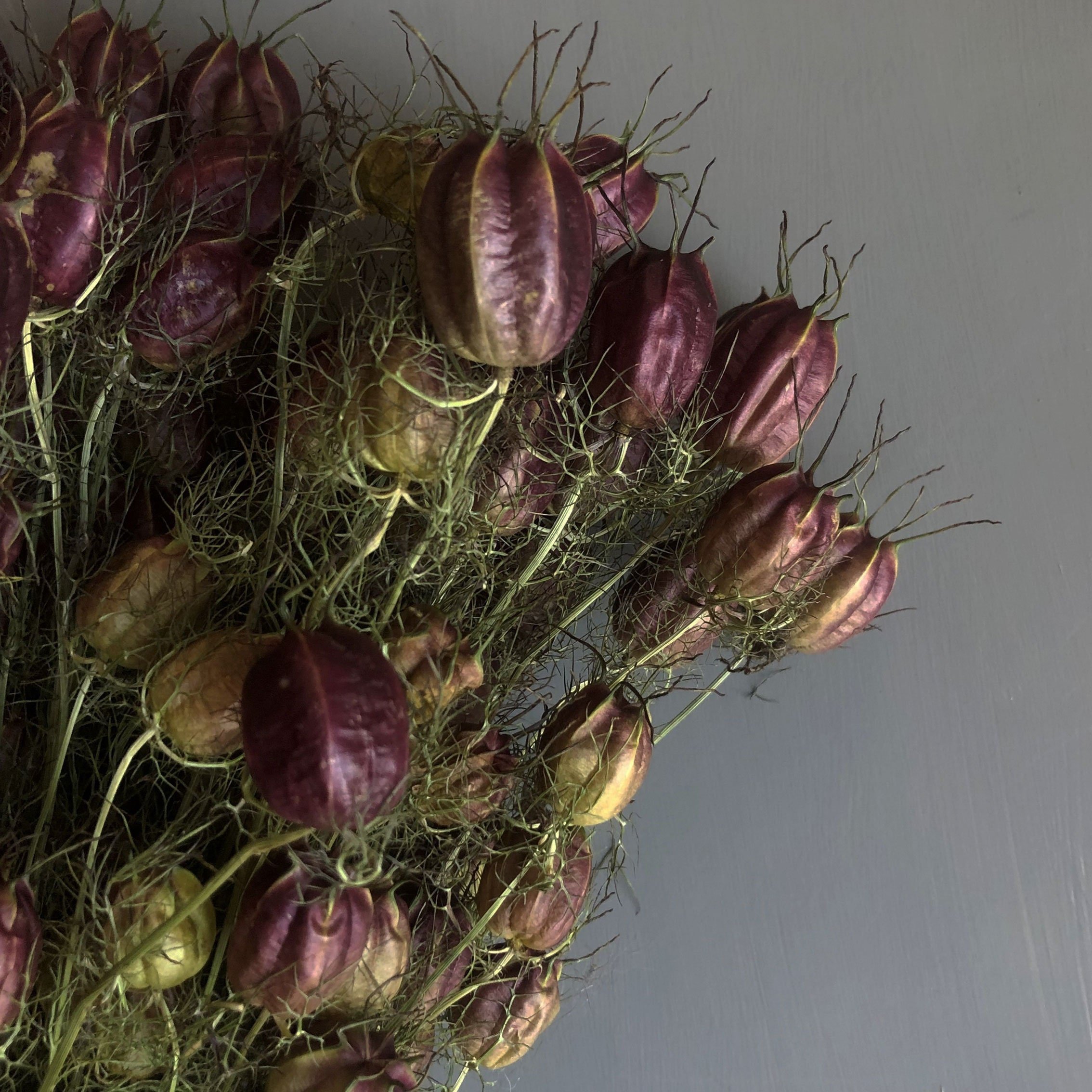 Close up of red dried nigella seed heads which is more plum in colour and shows their delicate fluffy green foliage on their stems and on the top of their seed pods laid against a grey background