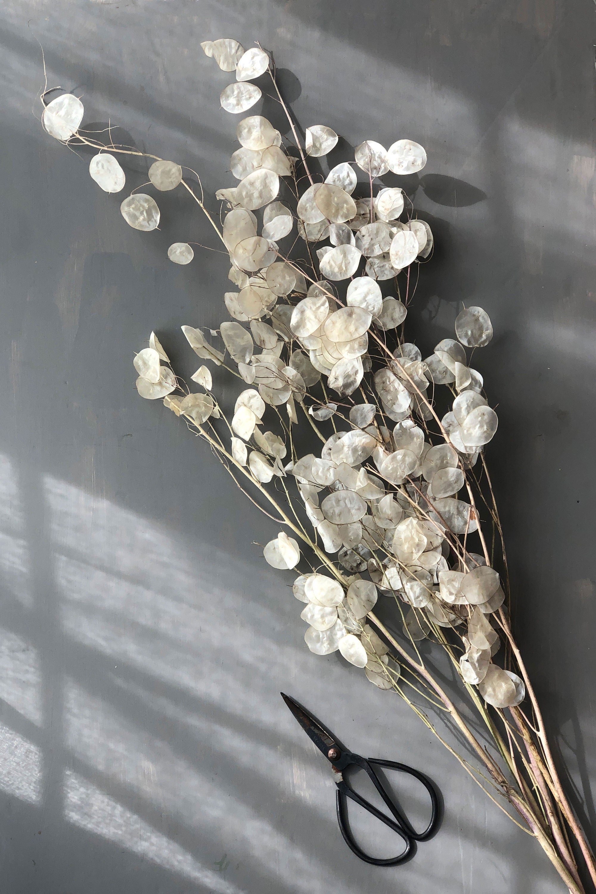 https://i.etsystatic.com/25273936/r/il/97dffe/3778946456/il_fullxfull.3778946456_h0y4.jpg